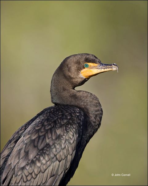 Florida;Southeast USA;Double-crested Cormorant;Double crested Cormorant;Phalacrocorax auritus;one animal;close-up;color image;nobody;photography;day;outdoors. Wildlife;birds;animals in the wild